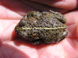 natterjack toad ecology