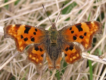 comma