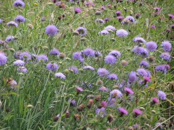 field_scabious