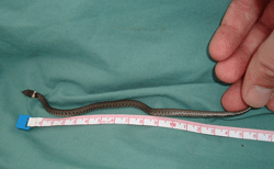 grasssnake