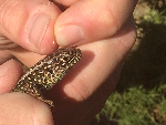 Sand lizard capture & the equinoxes