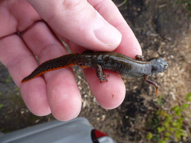 Ma lake house alpine female side