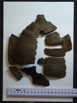 New research into prehistoric pond terrapins