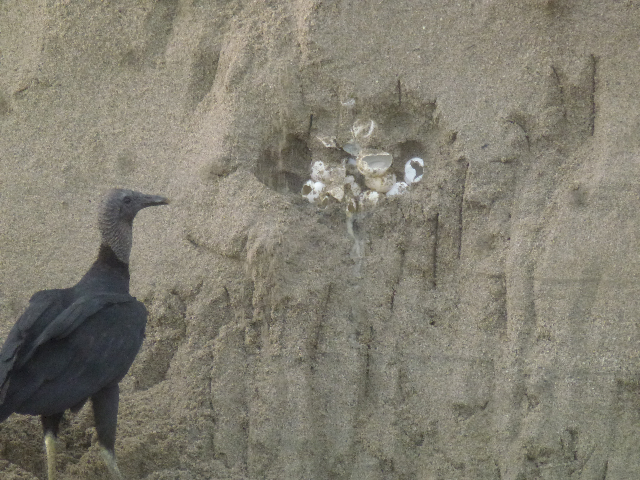 P1090001 vulture  eroding nest