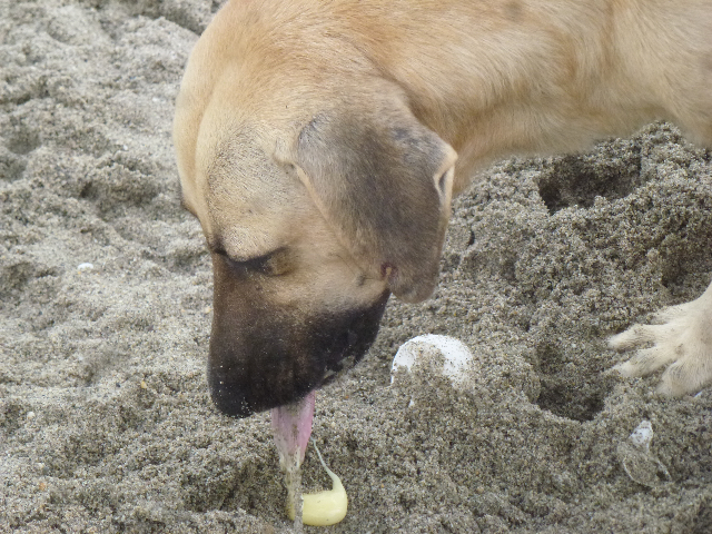 P1090040 dog eating eggs