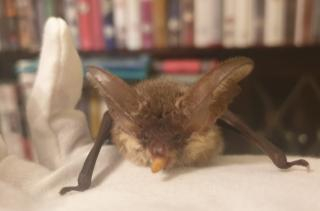 cropped GLE eating a mealworm