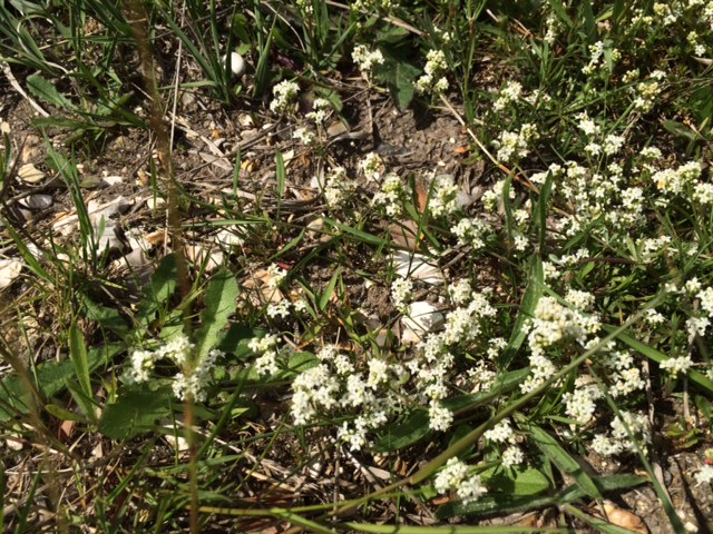 heath bedstraw