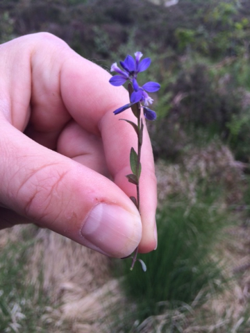 heath milkwort