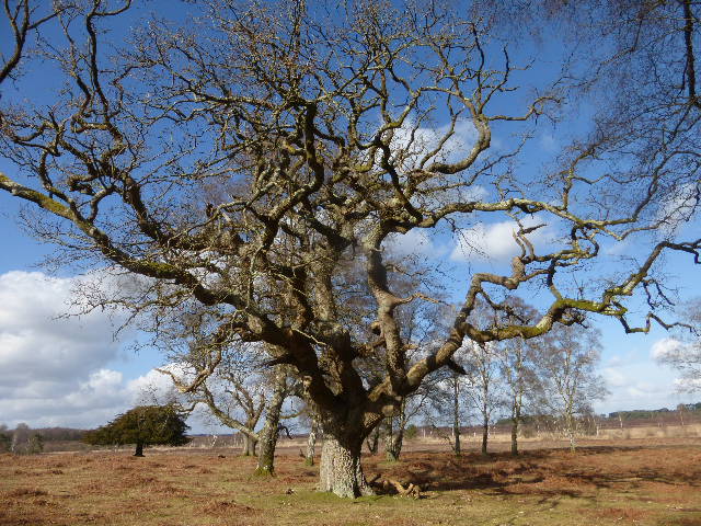 NEW: CGO offers tree climbing surveys