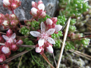 saxifrage azalea type thing rum